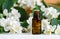 Small bottle of essential jasmine oil. Jasmine blossom flowers background.