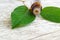 Small bottle with essential oil on the old wooden background. Fresh green leaves close up. Aromatherapy and spa