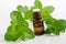 Small bottle with essential peppermint oil. Fresh mint leaves close up. Aromatherapy, spa and herbal medicine ingredients.