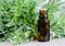 Small bottle of essential wormwood oil