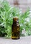 Small bottle of essential wormwood oil