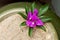 Small bougainville in a vase