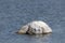 Small boulder protruding from sea water on the Gulf of Riga