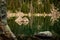 Small Boulder Reflects In The Green Of Haiyaha Lake