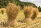 Small Bound Hay Bales