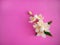 A small bouquet of delicate Jasmine flowers on a bright fuchsia paper background. boutonniere, copy space