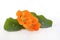 Small bouquet of edible nasturtium flowers