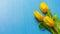 A small bouquet of fresh yellow tulips on a blue wooden background. copy space. Natural blossom tulip. Bright Background