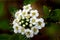 A small bouquet of meadowsweet forest