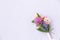 Small bouquet of miniature wildflowers on pink background, copyspace for summer design