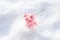A small bouquet of pink geranium flowers is lying on the snow, copy space, space for text spring, mother`s day, March 8,