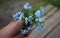 Small bouquet of spring forget-me-nots in hand. A bouquet of soft blue flowers in hand