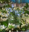 A small bouquet of violets in a glass jar, branches of fruit trees