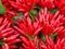 Small bouquets of red hot chillies on sale at the greengrocer