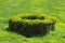 Small boxwood bushes grows in circle on green grass lawn