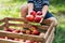 A small boy putting apples in a wooden box in orchard.