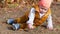 Small boy is sitting on ground in autumn and playing with a stick, curious child outdoors