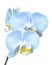 Small branch with blue orchids flowers