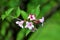 Small branch of few Weigela Florida Pink princess hardy plant with rose pink tubular foxglove shaped open blooming flowers and