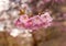 Small branch of a flowering cherry tree with blurred flowers in the background