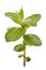 Small branch of peppermint mint isolated