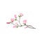 Small branch of tree with fresh pink flowers. Nature and flora theme. Detailed flat vector design