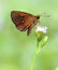 Small Branded Swift Butterfly