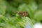 Small branded swift butterfly on a leaf