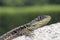 Small Brazilian lizard, popularly called