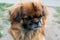 Small breed dog, Pekingese. Portrait of a pet. Sad look of an adult Pekingese. A dog is man`s best friend, small breeds for the