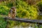 Small breed dog on a river walkway