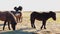 Small breed of icelandic horses on fields