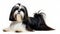 small breed Shih Tzu dog - Canis lupus familiaris - long haired companion lap animal isolated on white background laying down