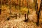 Small bridge made of wood in the forest