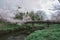 A small bridge over a creek with many trees and grass. Photoed