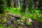 Small bridge over a muddy creek on a hike through Alpine forest to Tod Mountain