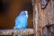 Small bright blue parrot bird sitting on tree branch on blurred copy space background. Keeping pets at home concept