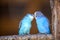 Small bright blue parrots birds sitting on tree branch on blurred copy space background. Keeping pets at home concept