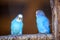 Small bright blue parrots birds sitting on tree branch on blurred copy space background. Keeping pets at home concept