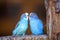 Small bright blue parrots birds sitting on tree branch on blurred copy space background. Keeping pets at home concept