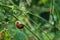 A small bright brown snail sleeps on a green herb stem.