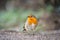 Small bright coloured cute robin redbreast wild small bird standing in countryside and out of focus trees green background