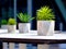 Small bright green decorative plants in white marble pots on granite tables