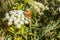 Small bright orange butterfly pollinates white Cow Parsnip flowers in the filds in summer on a blurred green background