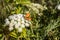 Small bright orange butterfly pollinates white Cow Parsnip flowers in the filds in summer on a blurred green background