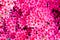 Small bright pink flowers head opaque background