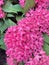 Small bright pink flowers of the Pentas plant