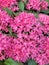 Small bright pink flowers of the Pentas plant