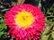 Small bright red-pink aster.