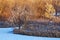 Small Bright Trees in Early Sunlight in Winter